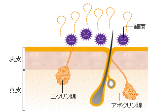 わきがの仕組み