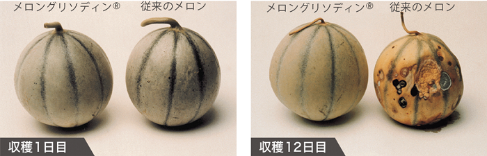 Dr.MelonR（ドクターメロンR） | 宮崎県の美容外科 医療法人 美輝会