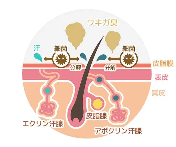 エクリン汗腺